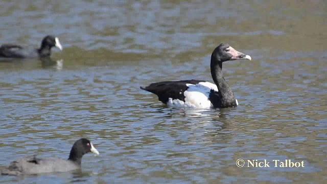 Magpie Goose - ML201739921