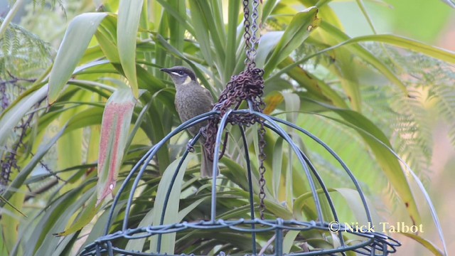 Lewin's Honeyeater - ML201739931