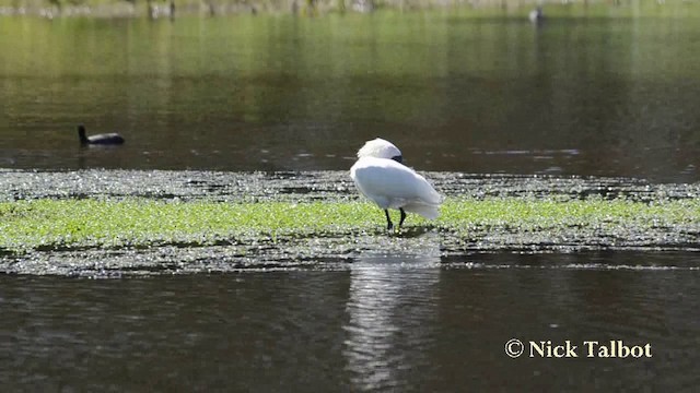 Royal Spoonbill - ML201739951