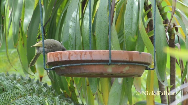 Lewin's Honeyeater - ML201739981