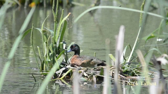 Chestnut Teal - ML201739991