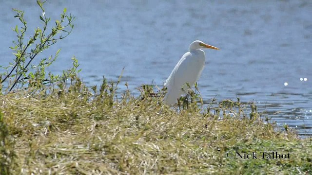 Plumed Egret - ML201740001