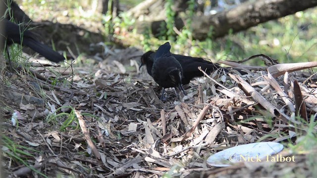 White-winged Chough - ML201740031