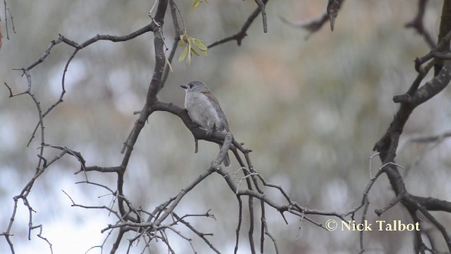 Gray Shrikethrush - ML201740051