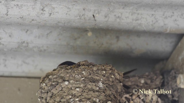 Golondrina Australiana - ML201740061