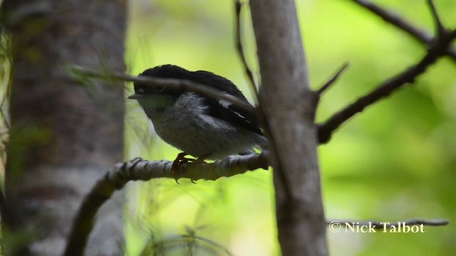 Tomtit (New Zealand) - ML201740111