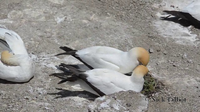 Australasian Gannet - ML201740121