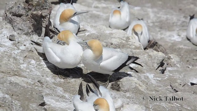 Australasian Gannet - ML201740131