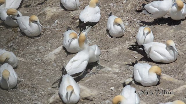 Australasian Gannet - ML201740141