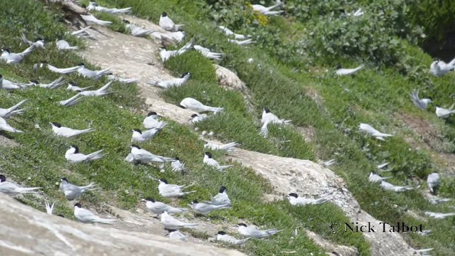 White-fronted Tern - ML201740151