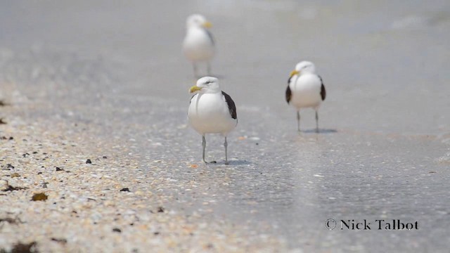 Gaviota Cocinera - ML201740161