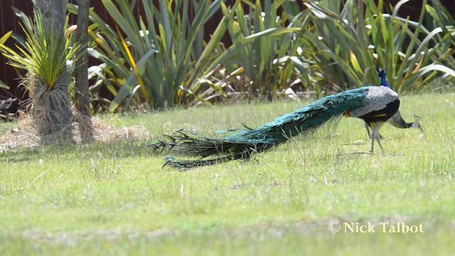 Pavo Real Común - ML201740191