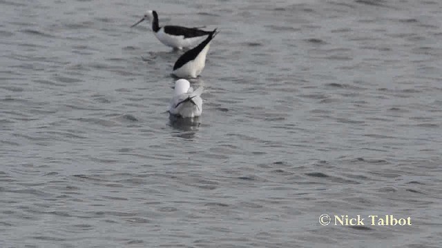 Gaviota Maorí - ML201740221