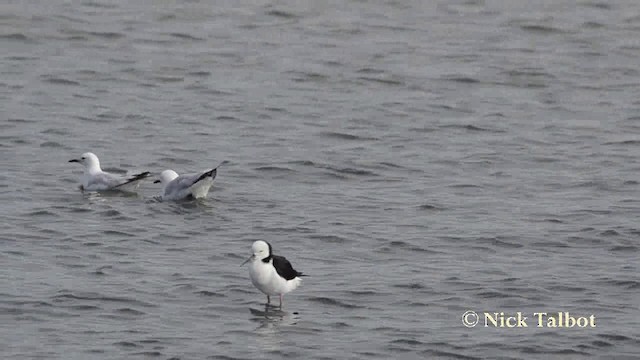 Gaviota Maorí - ML201740231