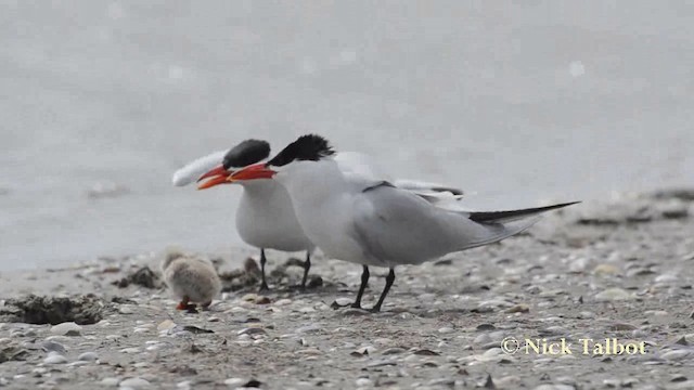 Caspian Tern - ML201740251