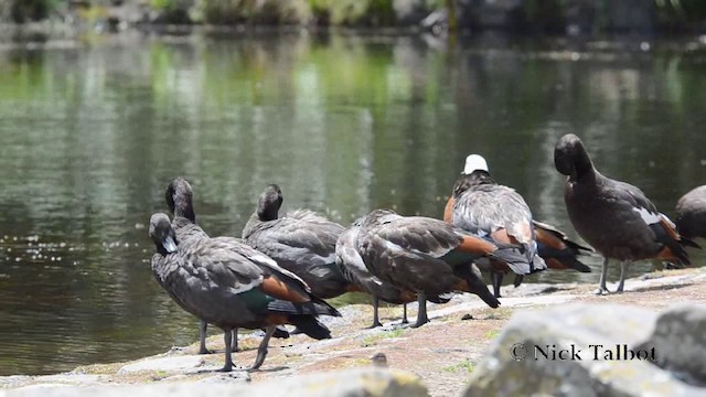 Paradise Shelduck - ML201740291