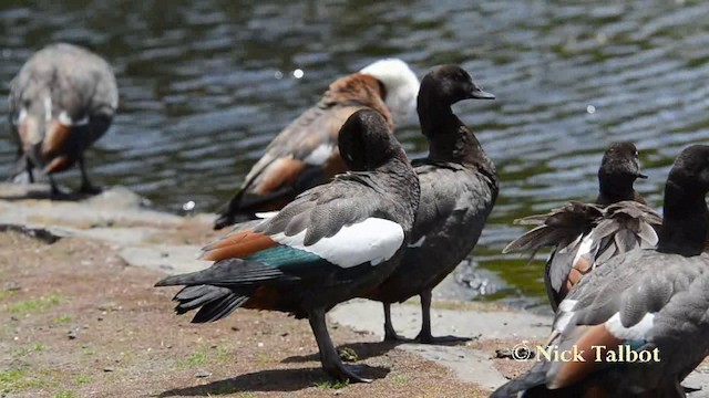 Paradise Shelduck - ML201740301