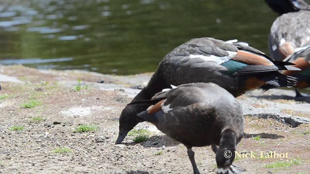 Paradise Shelduck - ML201740311