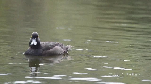 New Zealand Scaup - ML201740331