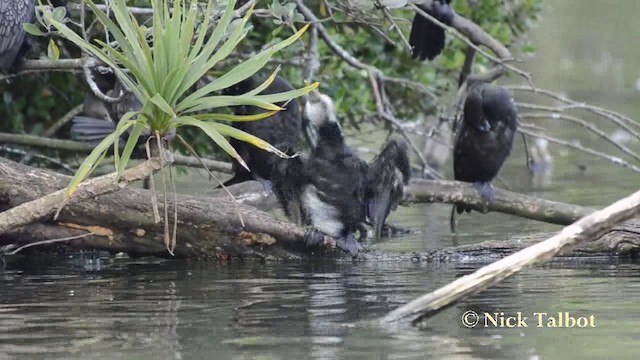 Little Pied Cormorant - ML201740351