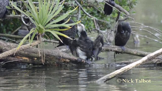 Little Pied Cormorant - ML201740351