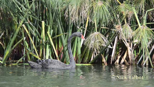 Cisne Negro - ML201740371