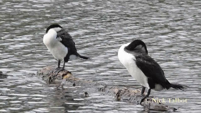 Cormorán Pío - ML201740381