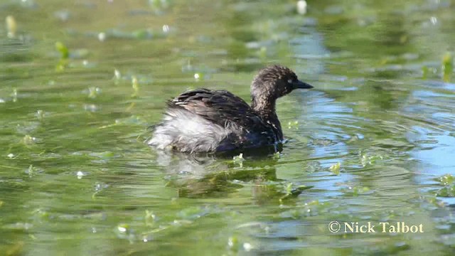 New Zealand Grebe - ML201740401