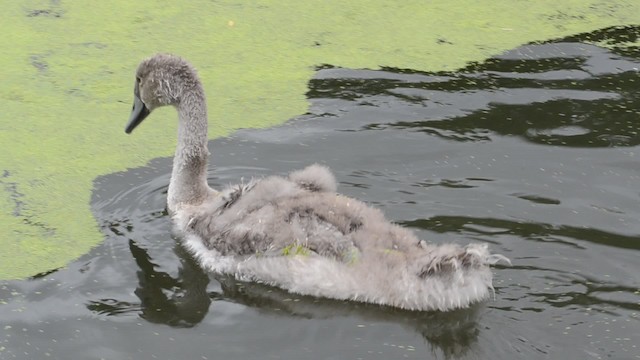 Mute Swan - ML201740421