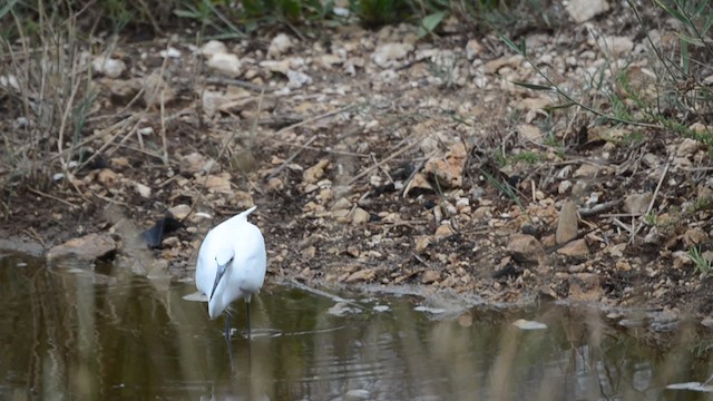 Little Egret (Western) - ML201740441