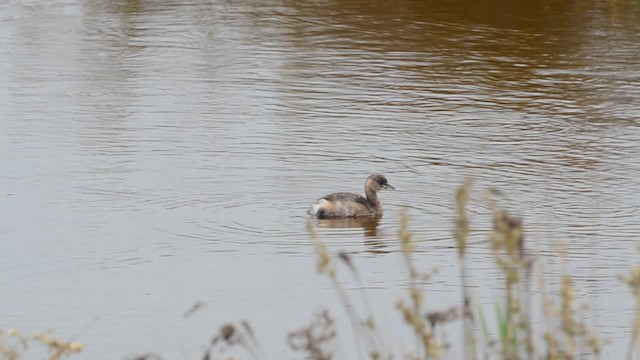 Little Grebe (Little) - ML201740451