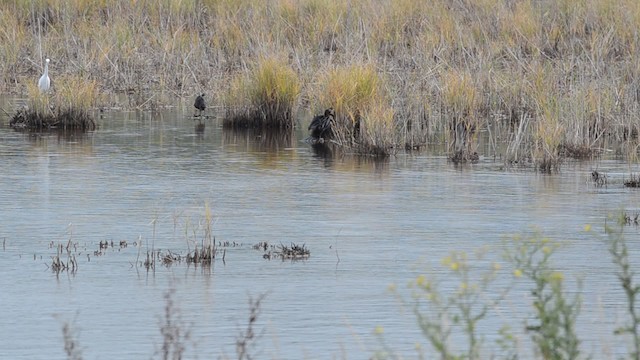 Pygmy Cormorant - ML201740471