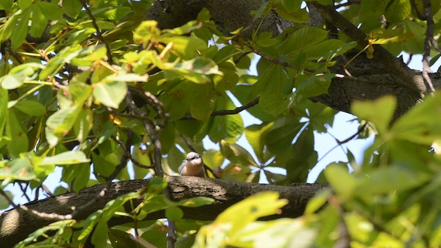 Eurasian Nuthatch (Western) - ML201740491