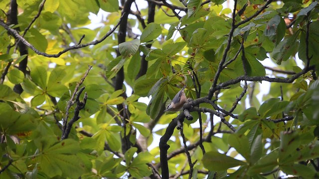 Eurasian Nuthatch (Western) - ML201740501