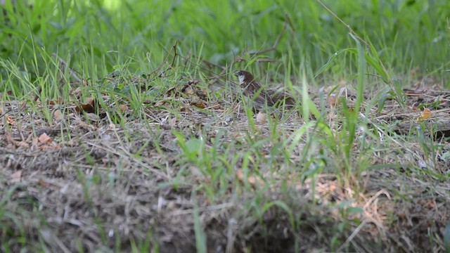 Italian Sparrow - ML201740581