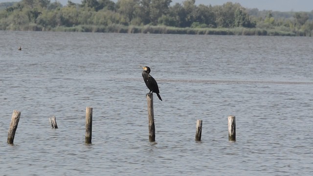 Great Cormorant (Eurasian) - ML201740591