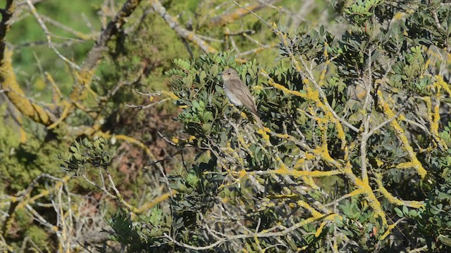 Spotted Flycatcher (Mediterranean) - ML201740601