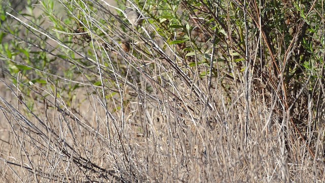 Curruca Cabecinegra - ML201740631