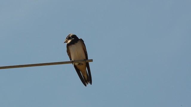 Barn Swallow (White-bellied) - ML201740641