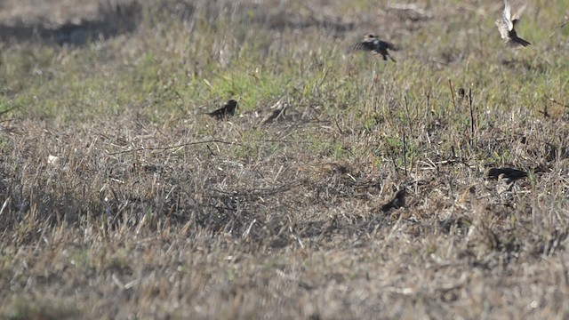 Spanish Sparrow - ML201740671