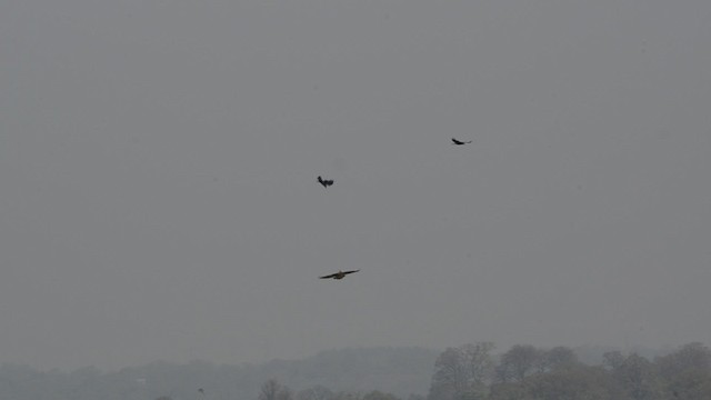 Common Buzzard (Western) - ML201740721