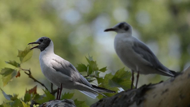 Black-headed Gull - ML201740761