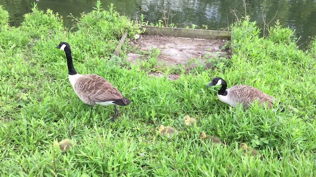 Canada Goose - ML201740781