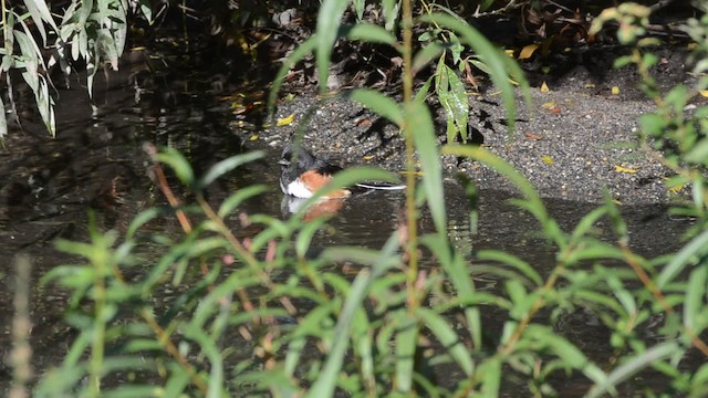 ワキアカトウヒチョウ（erythrophthalmus／canaster） - ML201740851