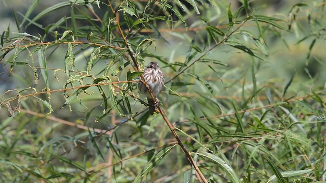 Song Sparrow (melodia/atlantica) - ML201740871