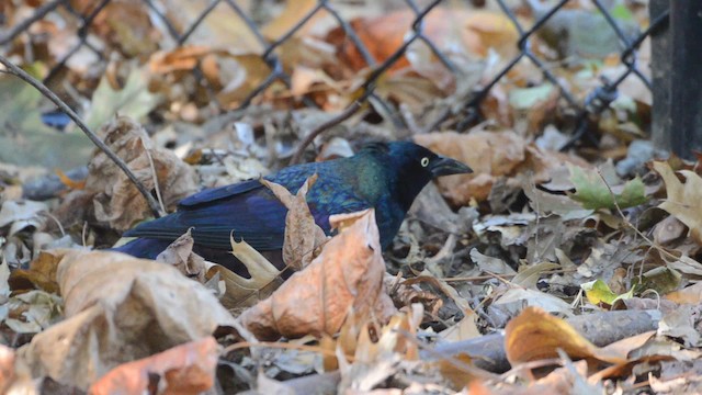 Common Grackle (Florida/Purple) - ML201740881