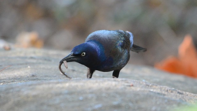 Common Grackle (Florida/Purple) - ML201740891