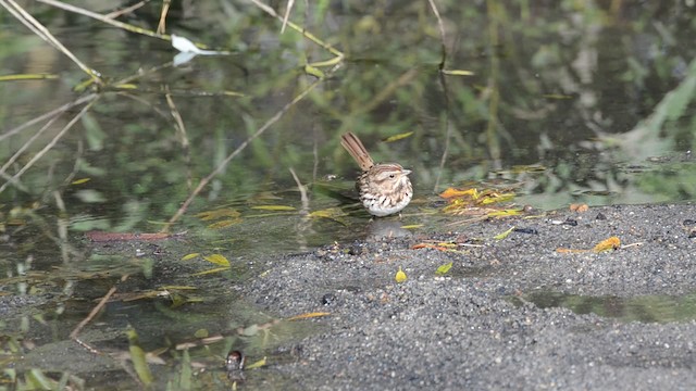 strnadec zpěvný (ssp. melodia/atlantica) - ML201740901