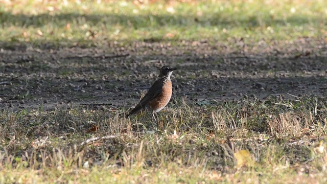 Zorzal Americano (grupo migratorius) - ML201740951