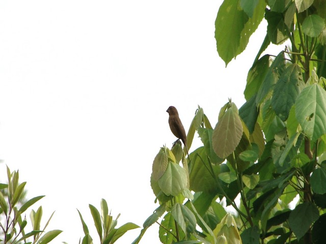 Chestnut-bellied Seed-Finch - ML201740991